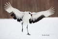 Crane;Dancing-bird;Flying-Bird;Grus-japonensis;Japan;Japanese-Crane;One;Red-crow